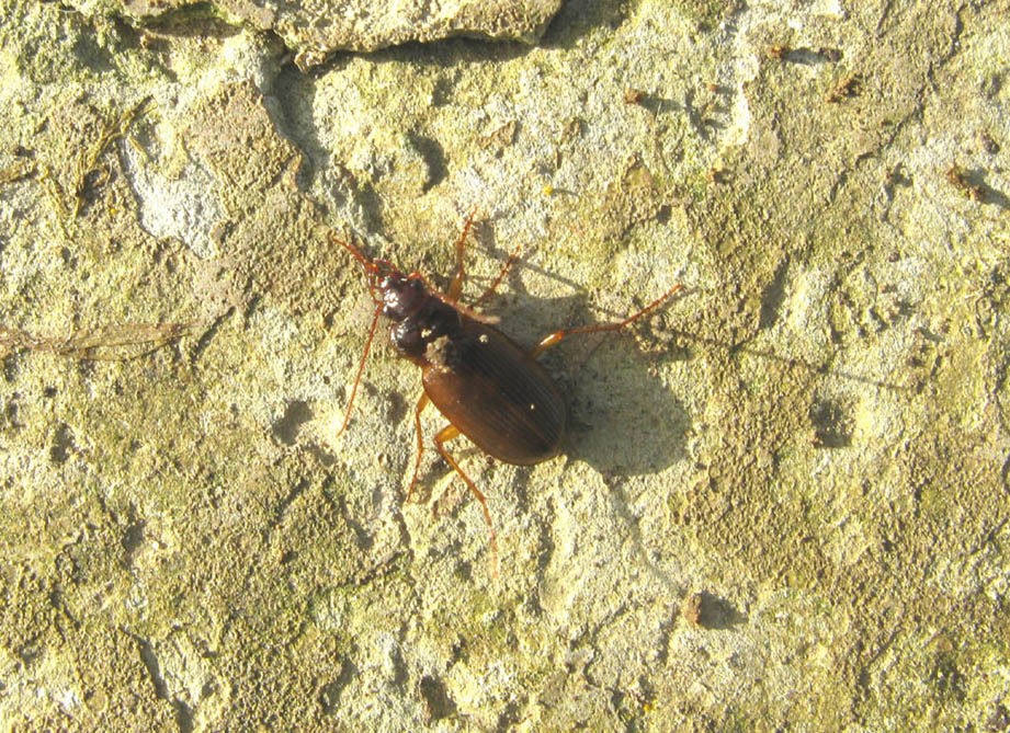 coleottero da identificare: Nebria brevicollis immaturo